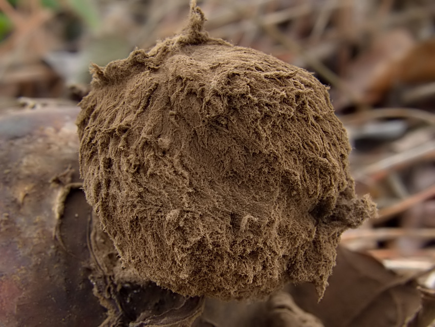 Geastrum melanocephalum