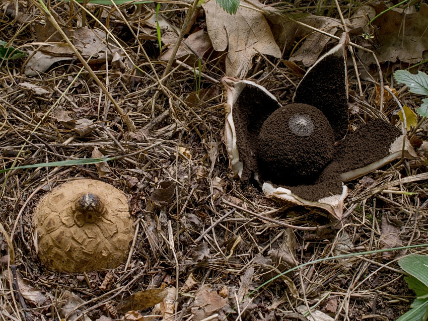 Geastrum melanocephalum