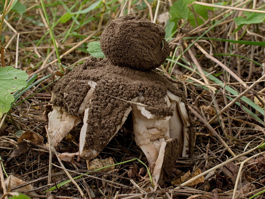 Geastrum melanocephalum