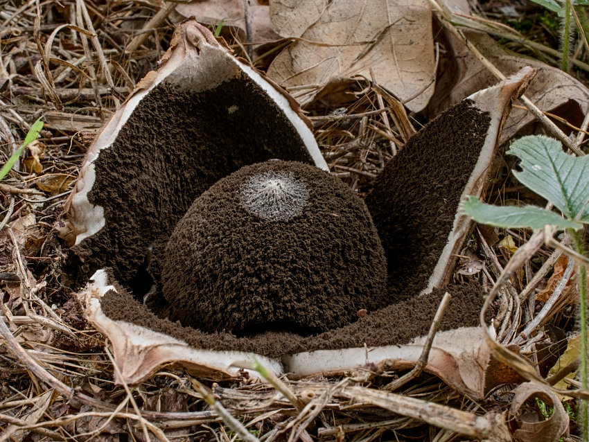 Geastrum melanocephalum