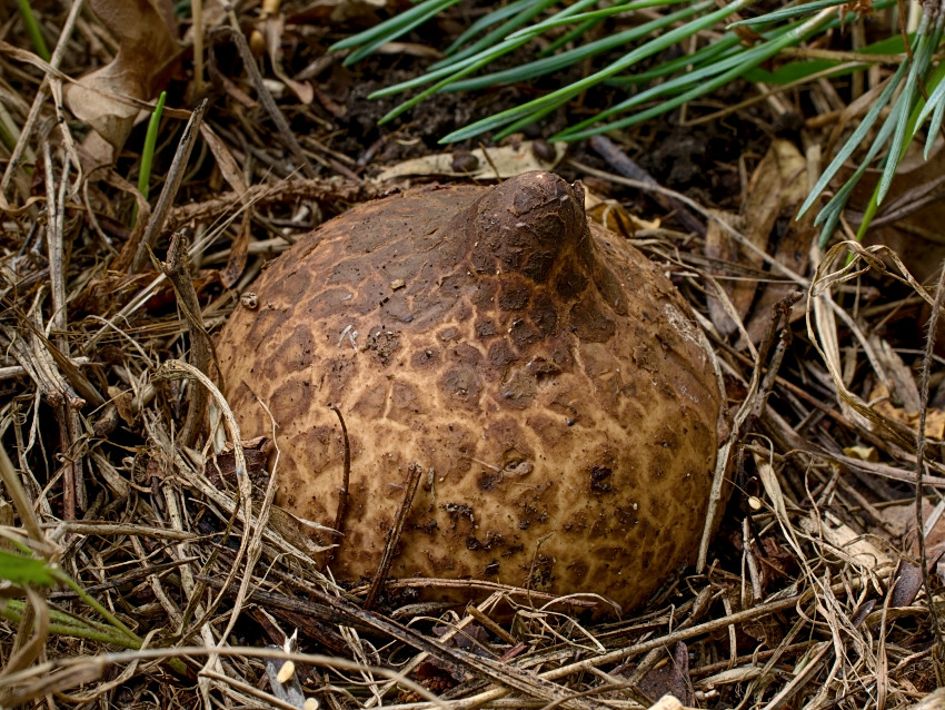 Geastrum melanocephalum