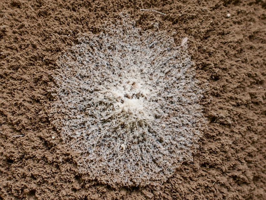 Geastrum melanocephalum