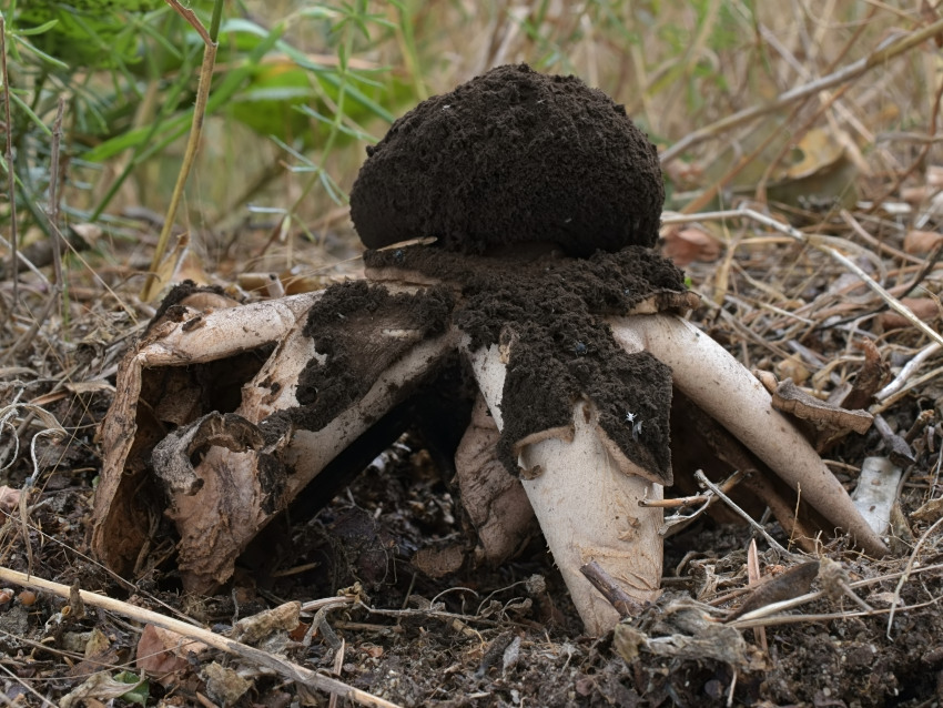 Geastrum melanocephalum