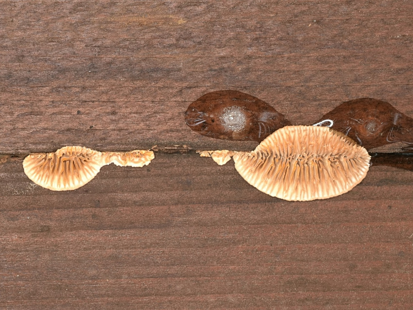 Gloeophyllum sepiarium