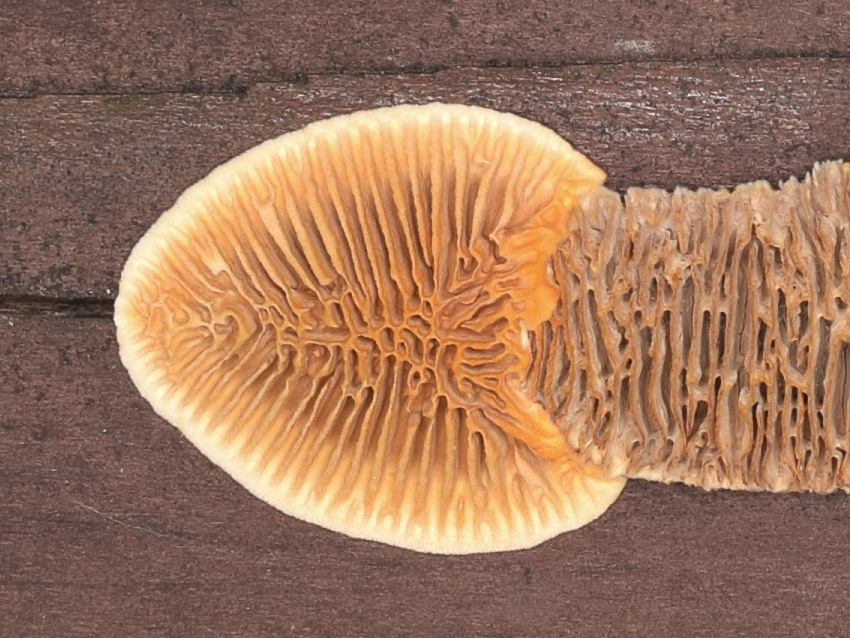 Gloeophyllum sepiarium