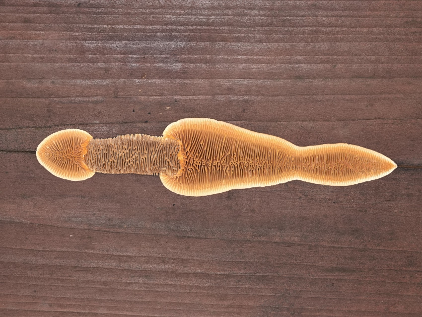 Gloeophyllum sepiarium