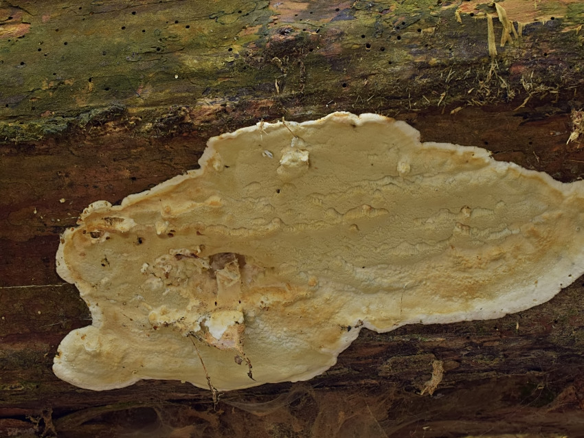 Gloeoporus pannocinctus