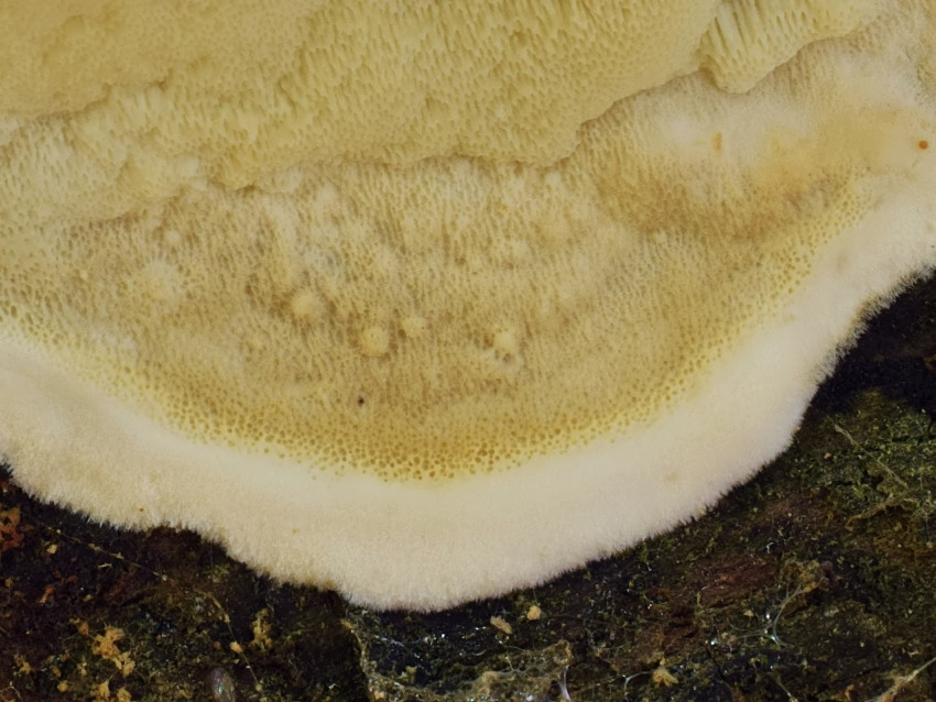 Gloeoporus pannocinctus