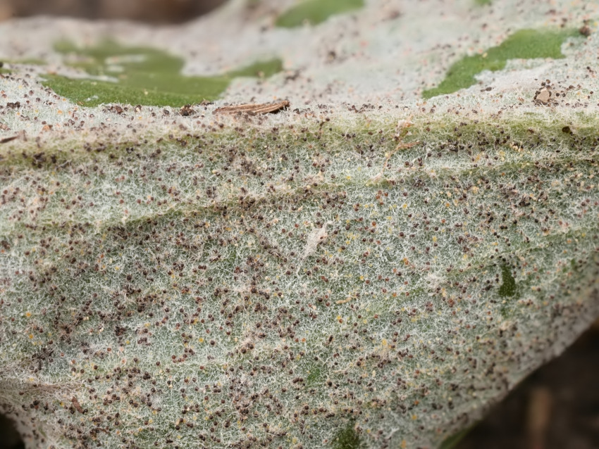 Golovinomyces depressus