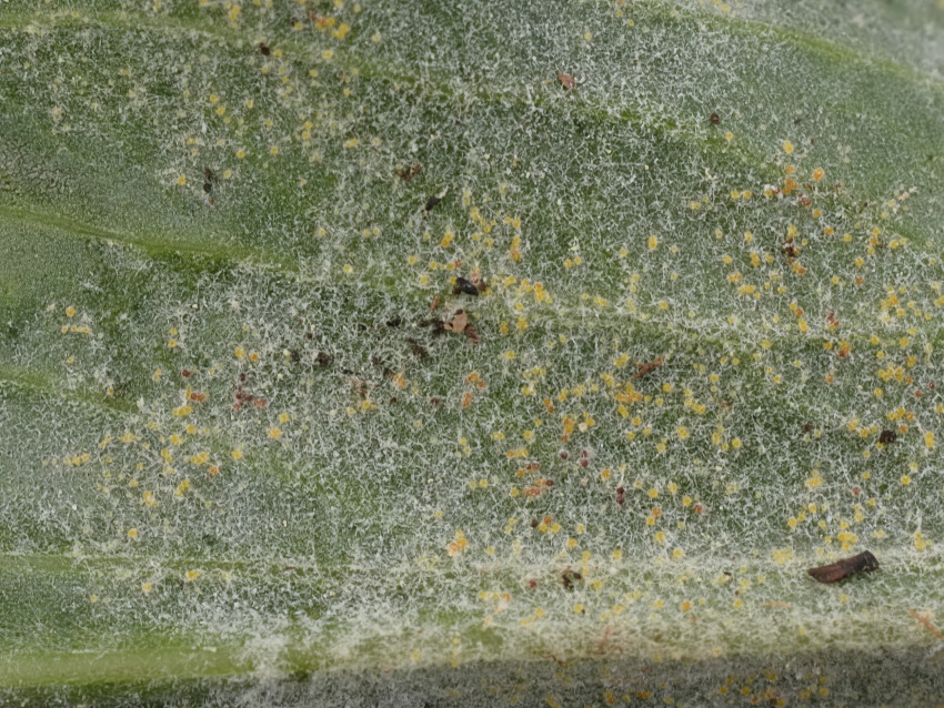 Golovinomyces depressus