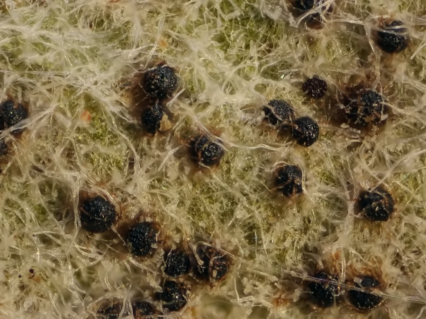 Golovinomyces depressus