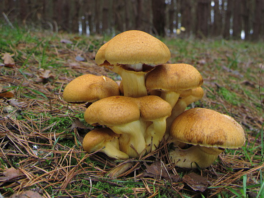 Gymnopilus junonius
