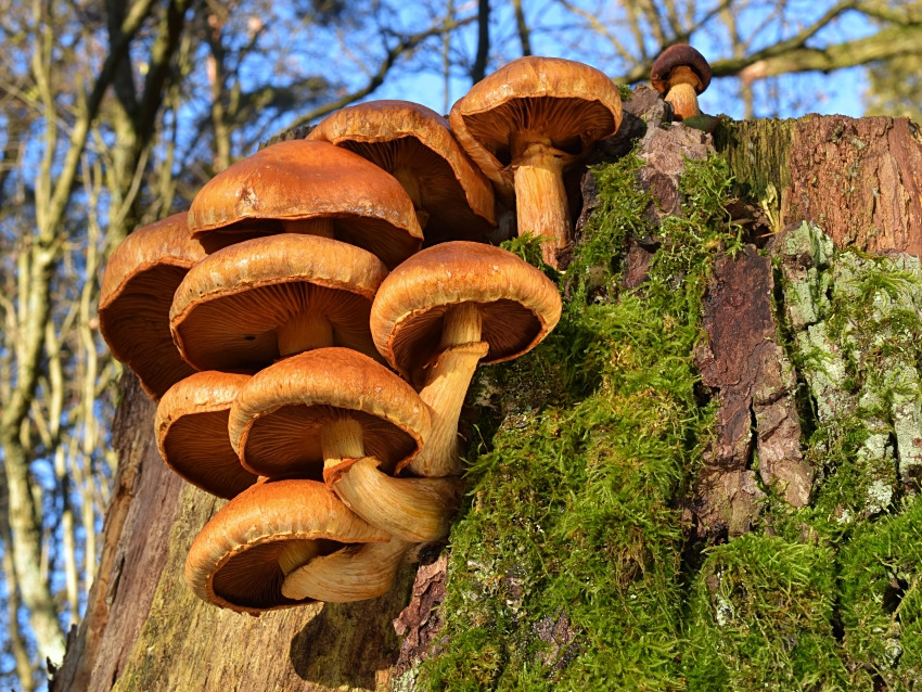 Gymnopilus junonius