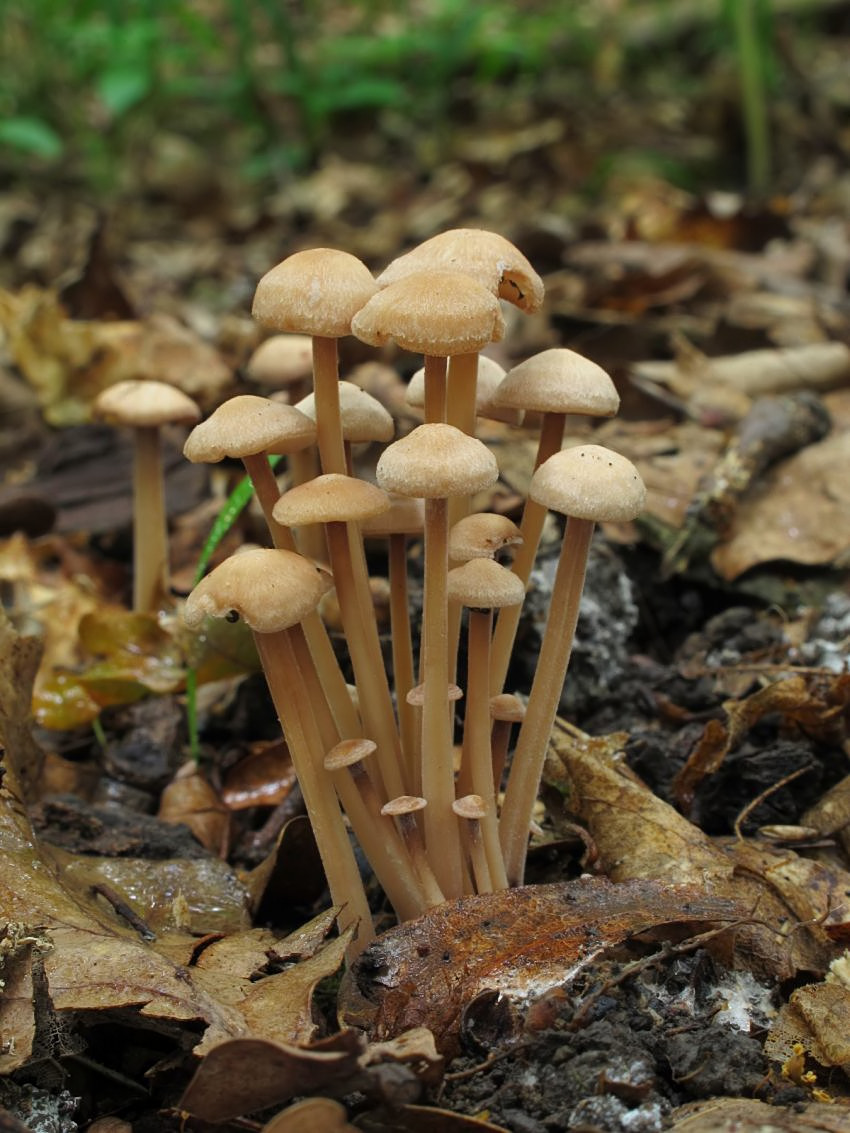 Gymnopus confluens