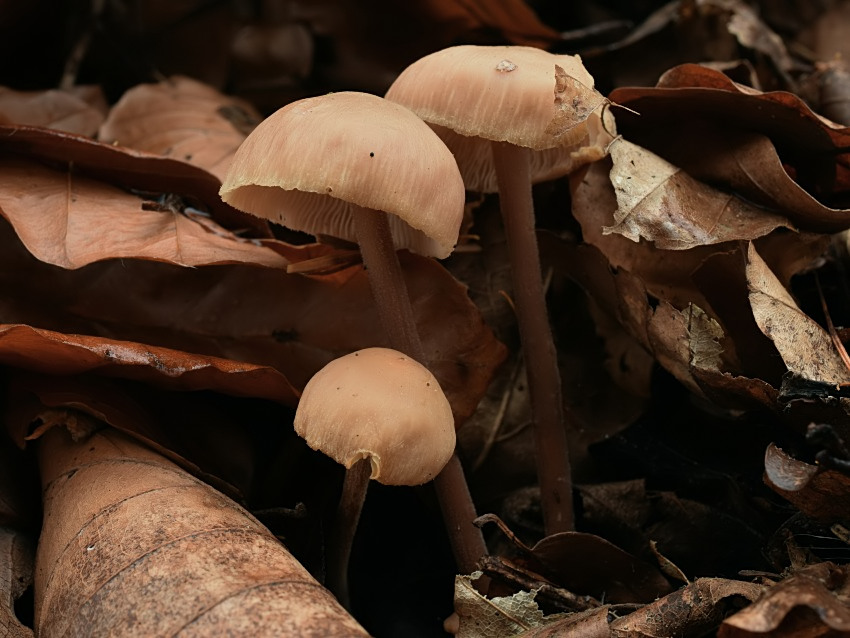 Gymnopus confluens