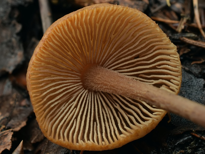 Gymnopus confluens