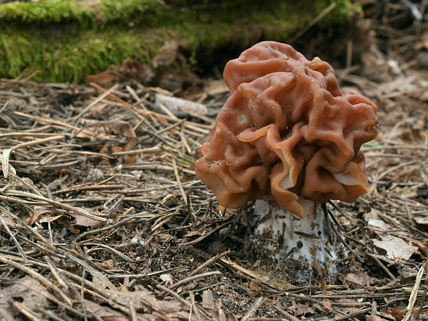 Gyromitra gigas
