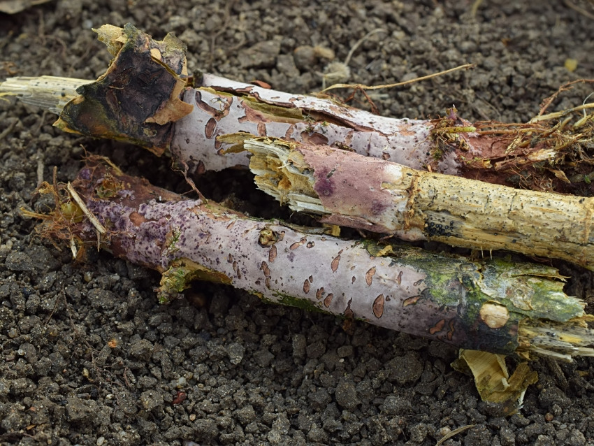 Helicobasidium purpureum