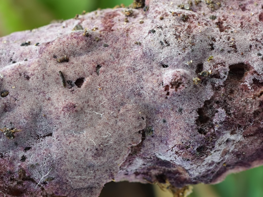 Helicobasidium purpureum