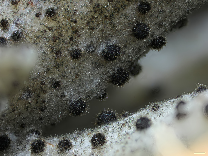 Helminthosphaeria clavariarum