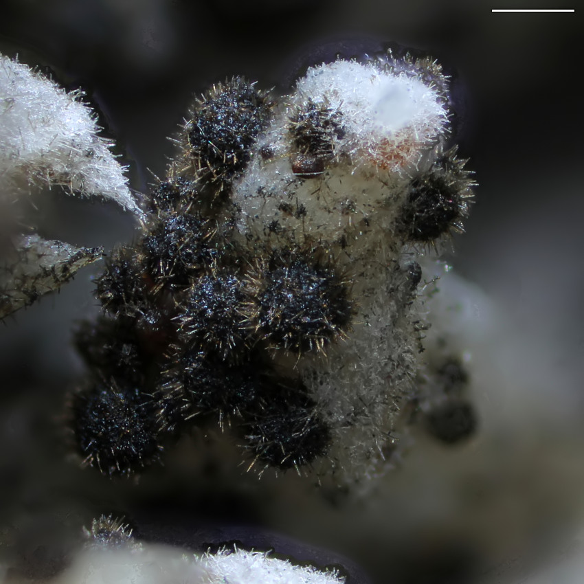 Helminthosphaeria clavariarum