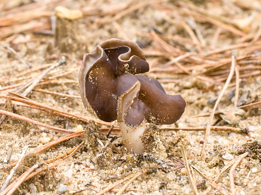 Helvella leucopus