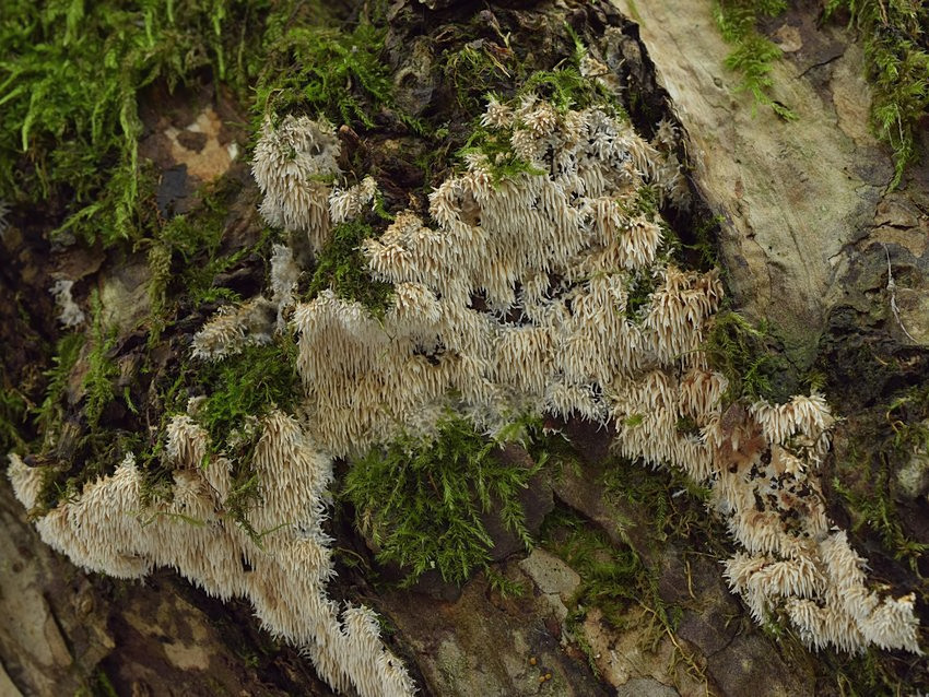 Hydnocristella himantia