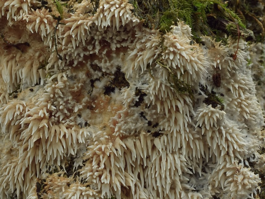 Hydnocristella himantia