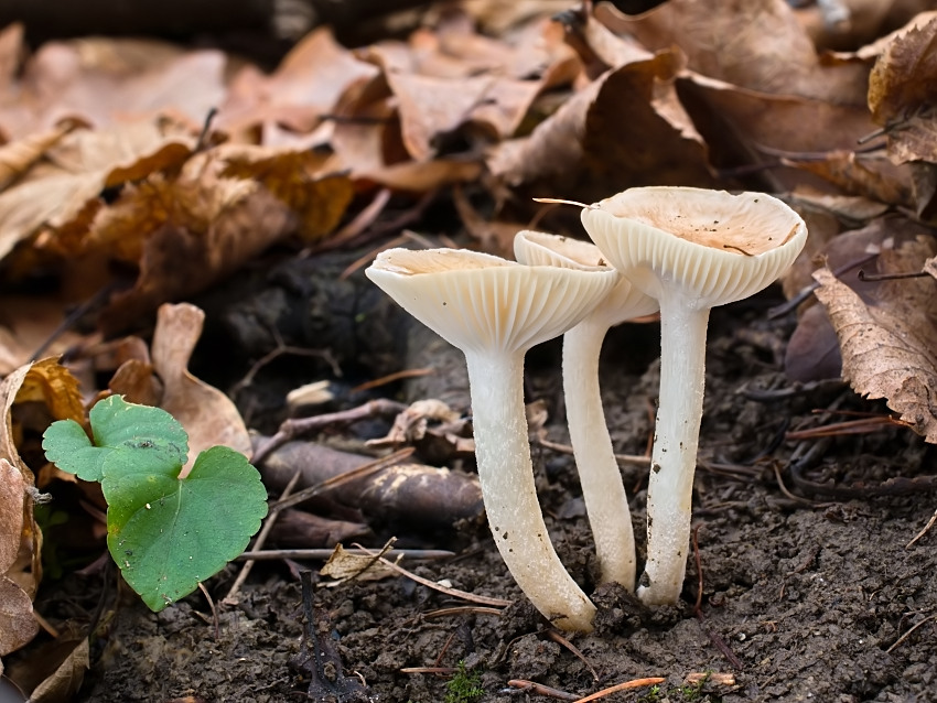 Hygrophorus arbustivus