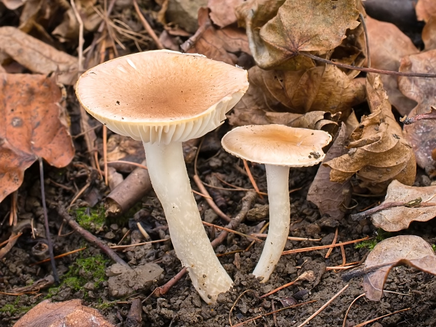 Hygrophorus arbustivus