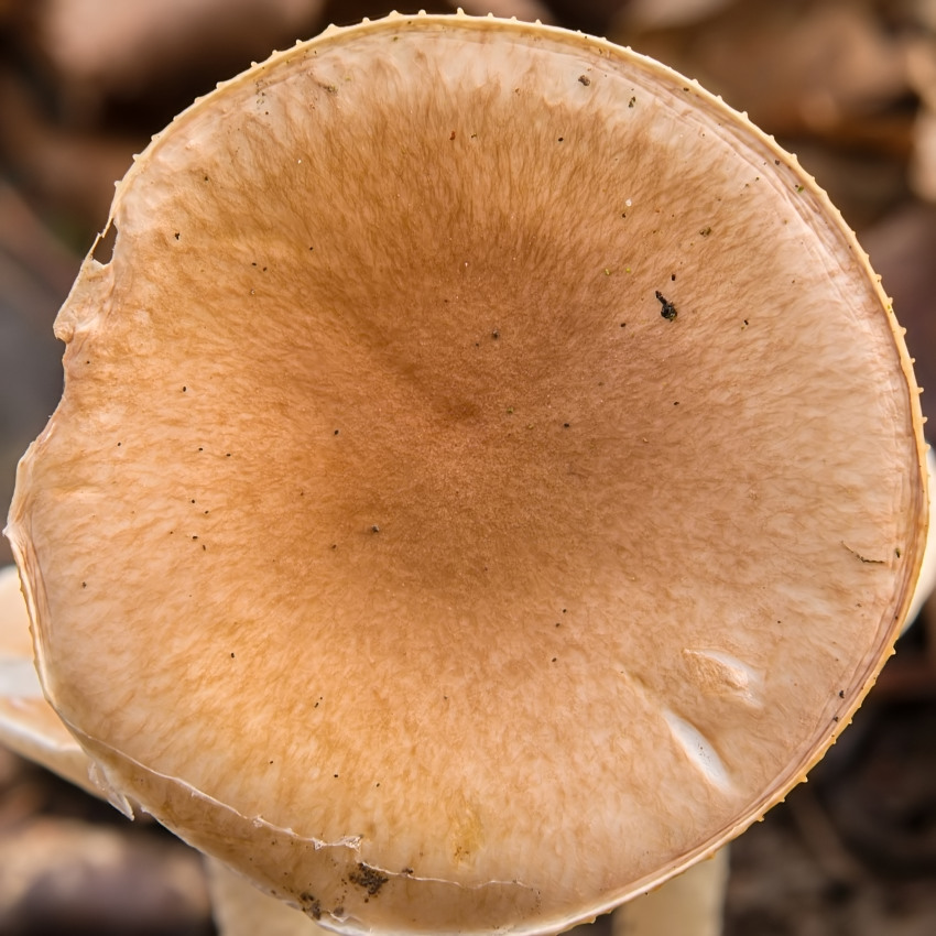 Hygrophorus arbustivus