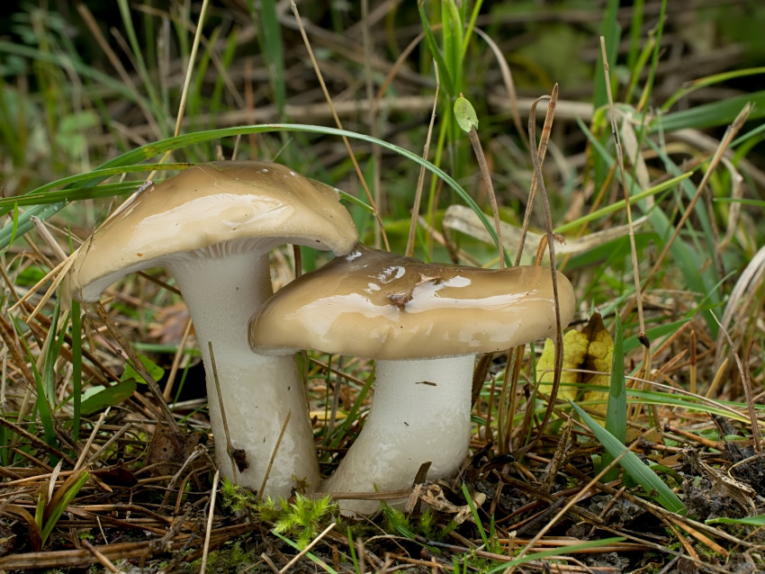 Hygrophorus latitabundus