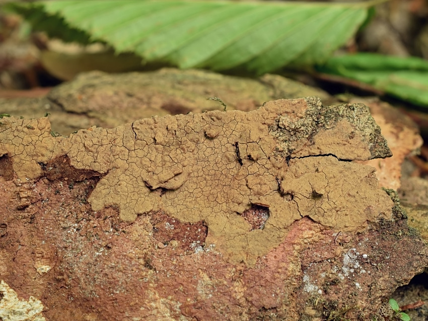 Hymenochaete carpatica