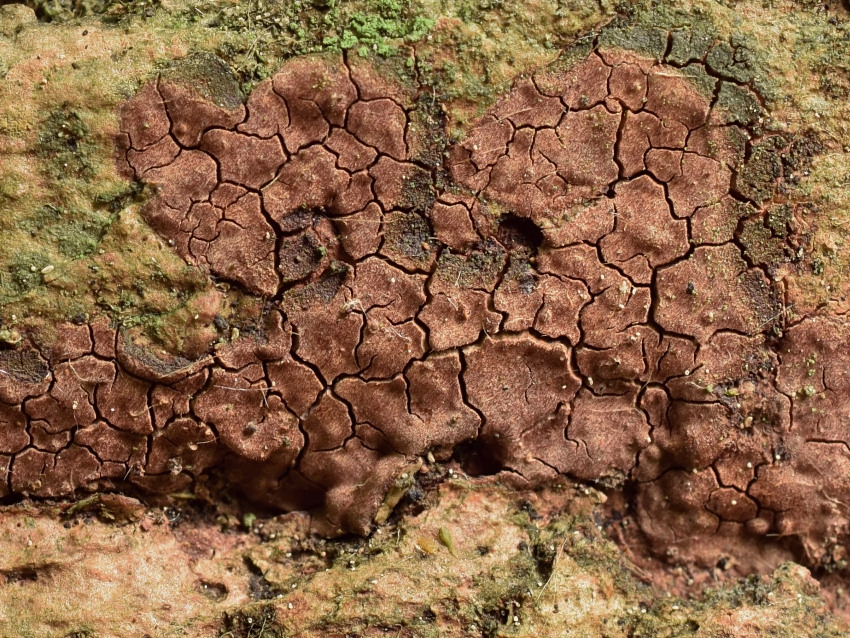 Hymenochaete carpatica