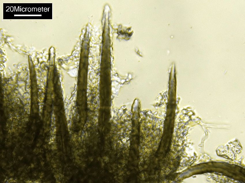 Hymenochaete carpatica