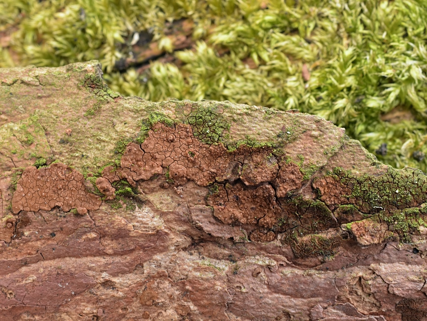 Hymenochaete carpatica