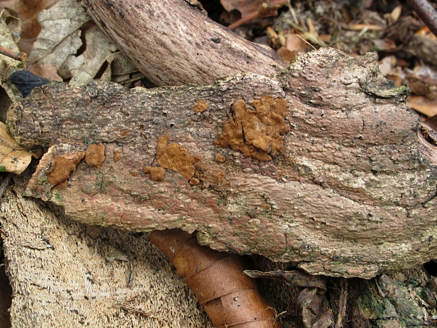 Hymenochaete carpatica