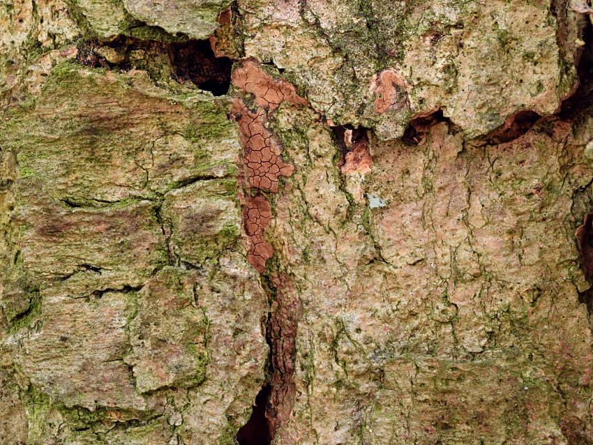 Hymenochaete carpatica