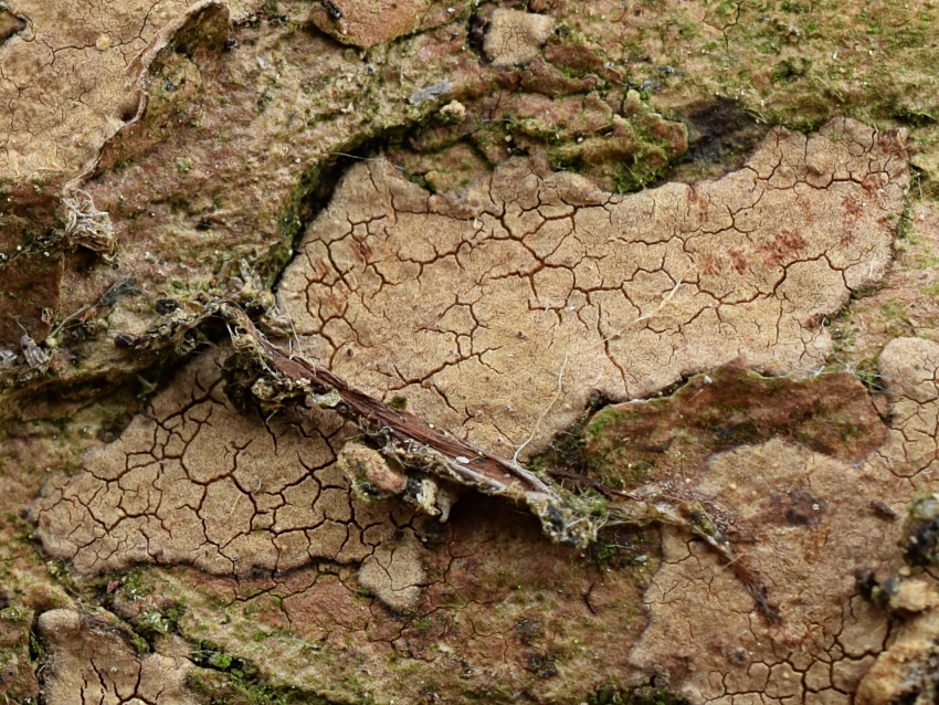 Hymenochaete carpatica