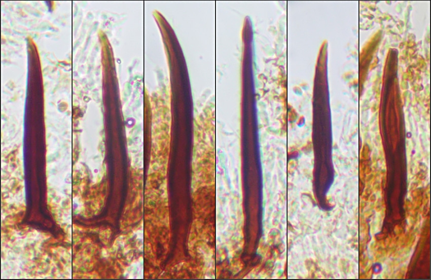 Hymenochaete carpatica