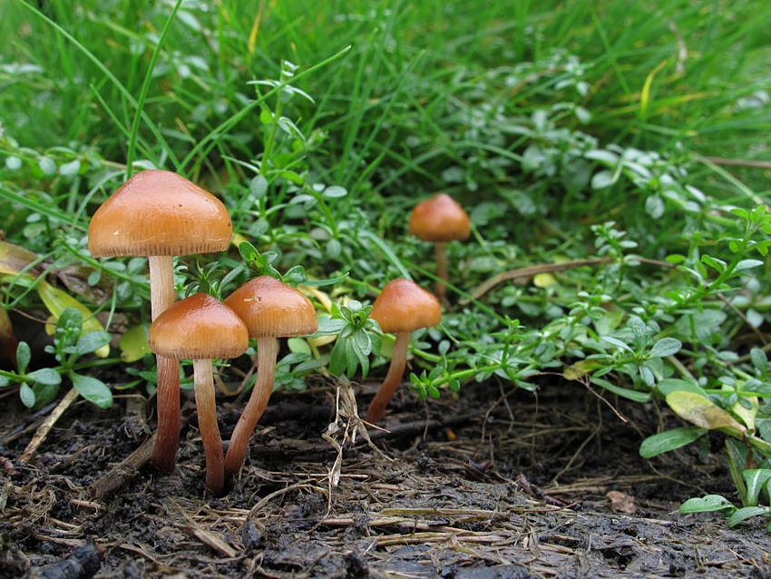 Hypholoma subericaeum