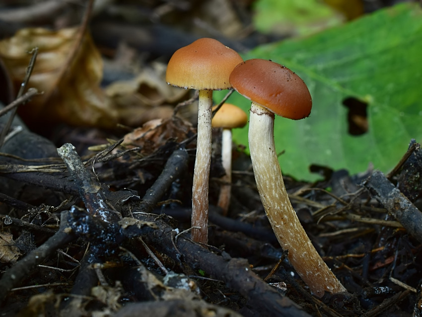 Hypholoma subericaeum