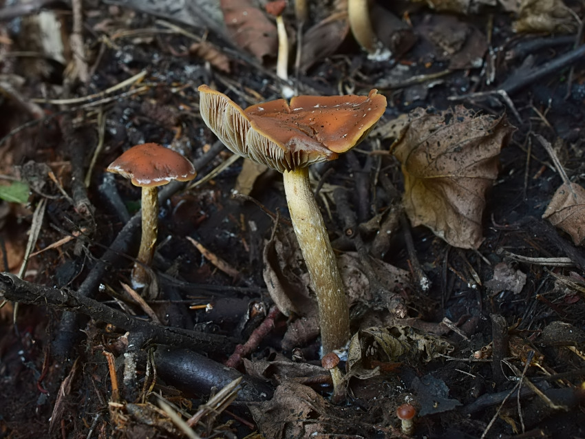 Hypholoma subericaeum