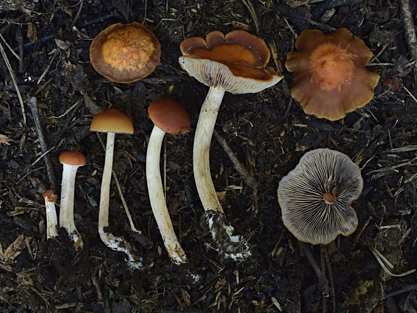 Hypholoma subericaeum