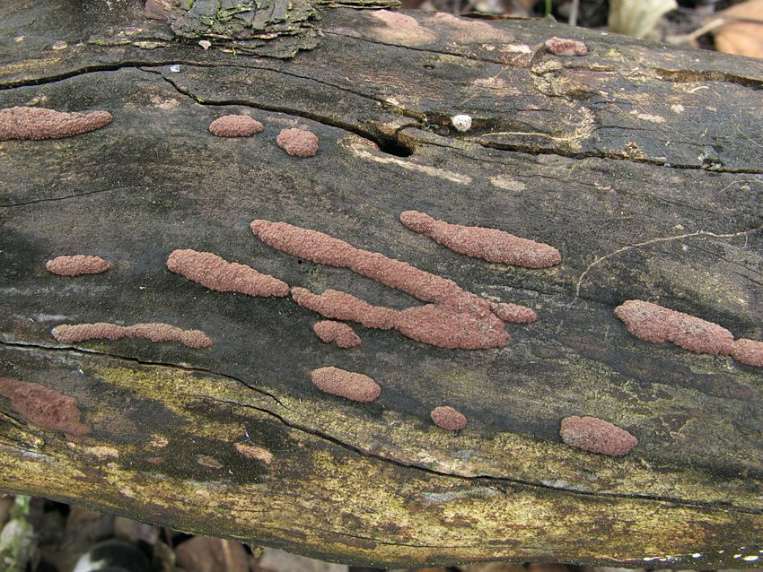 Hypoxylon perforatum