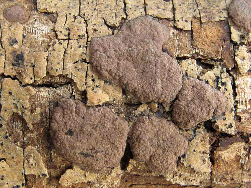 Hypoxylon perforatum