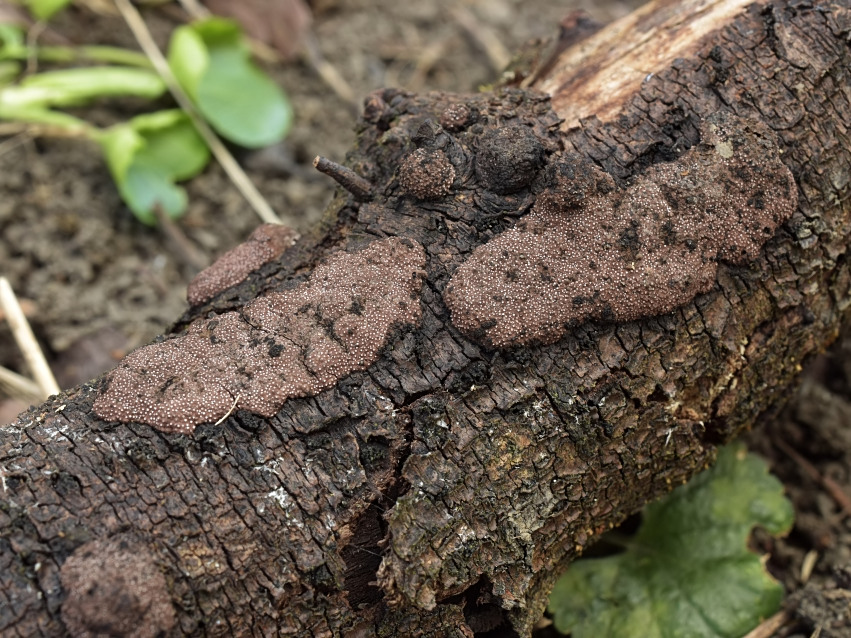 Hypoxylon perforatum