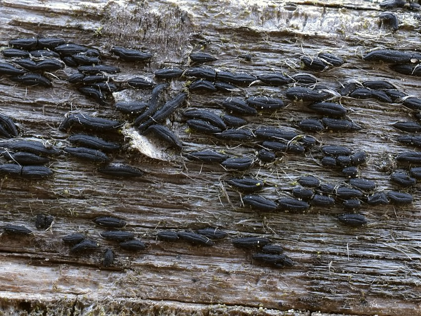 Hysterium angustatum