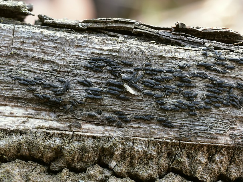 Hysterium angustatum