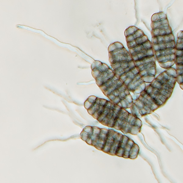 Hysterographium fraxini